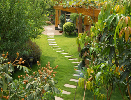 Lush garden with a stepping-stone path and wooden pergola