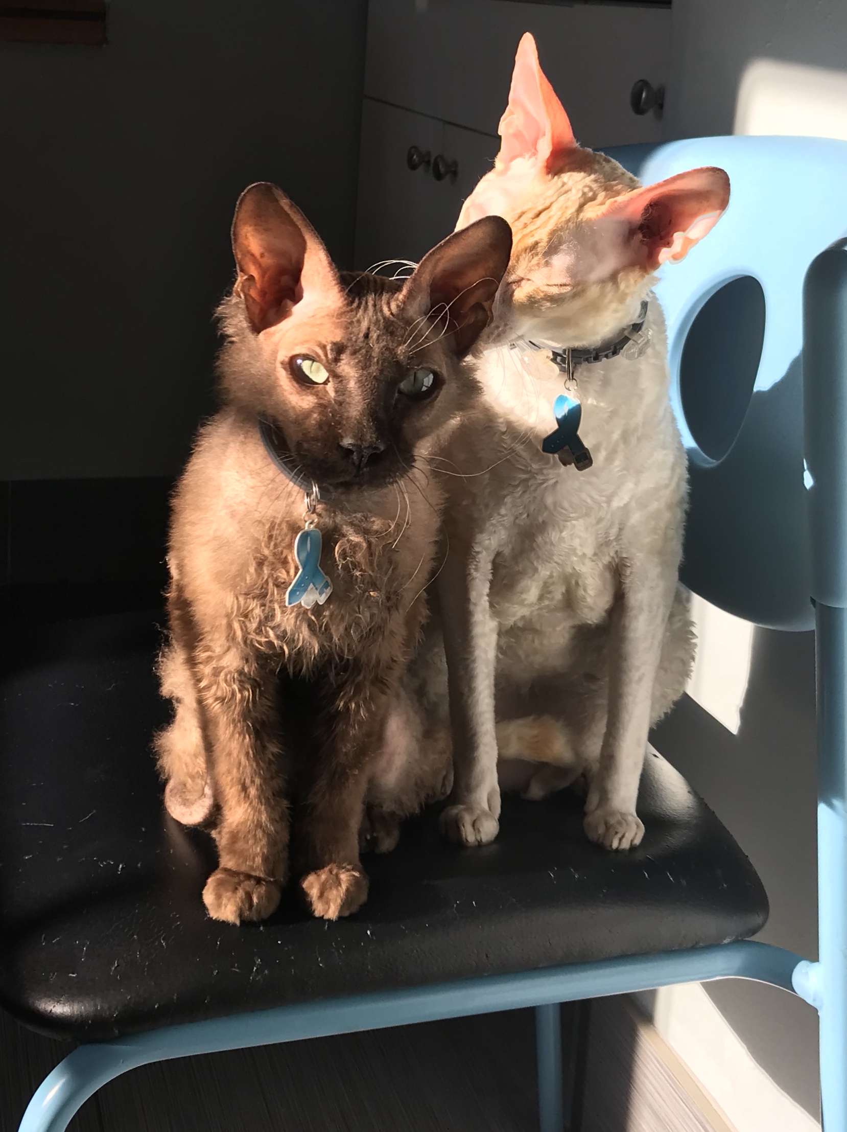A cat from the Wilton Manors Animal Hospital gallery