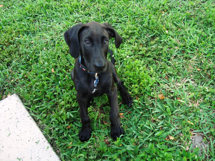 Thor as a puppy, from the hospital’s pet photo gallery